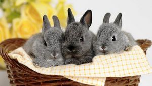 Образец бизнес плана кролиководство